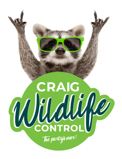 Craig Wildlife Control